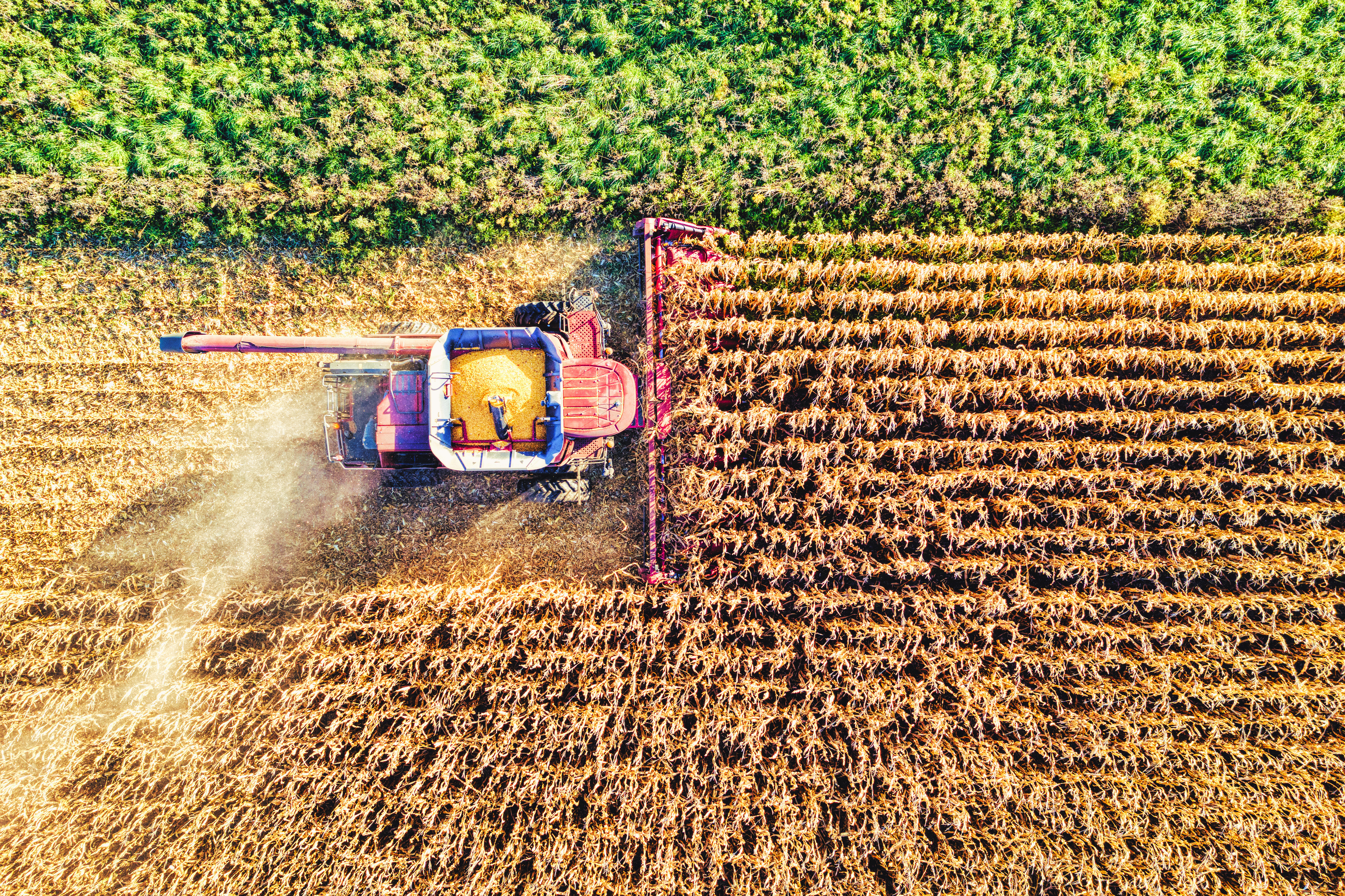 Campo agrícola visto desde adentro del cultivo.